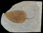 Fossil Leaf (Viburnum) - Montana #52232-1
